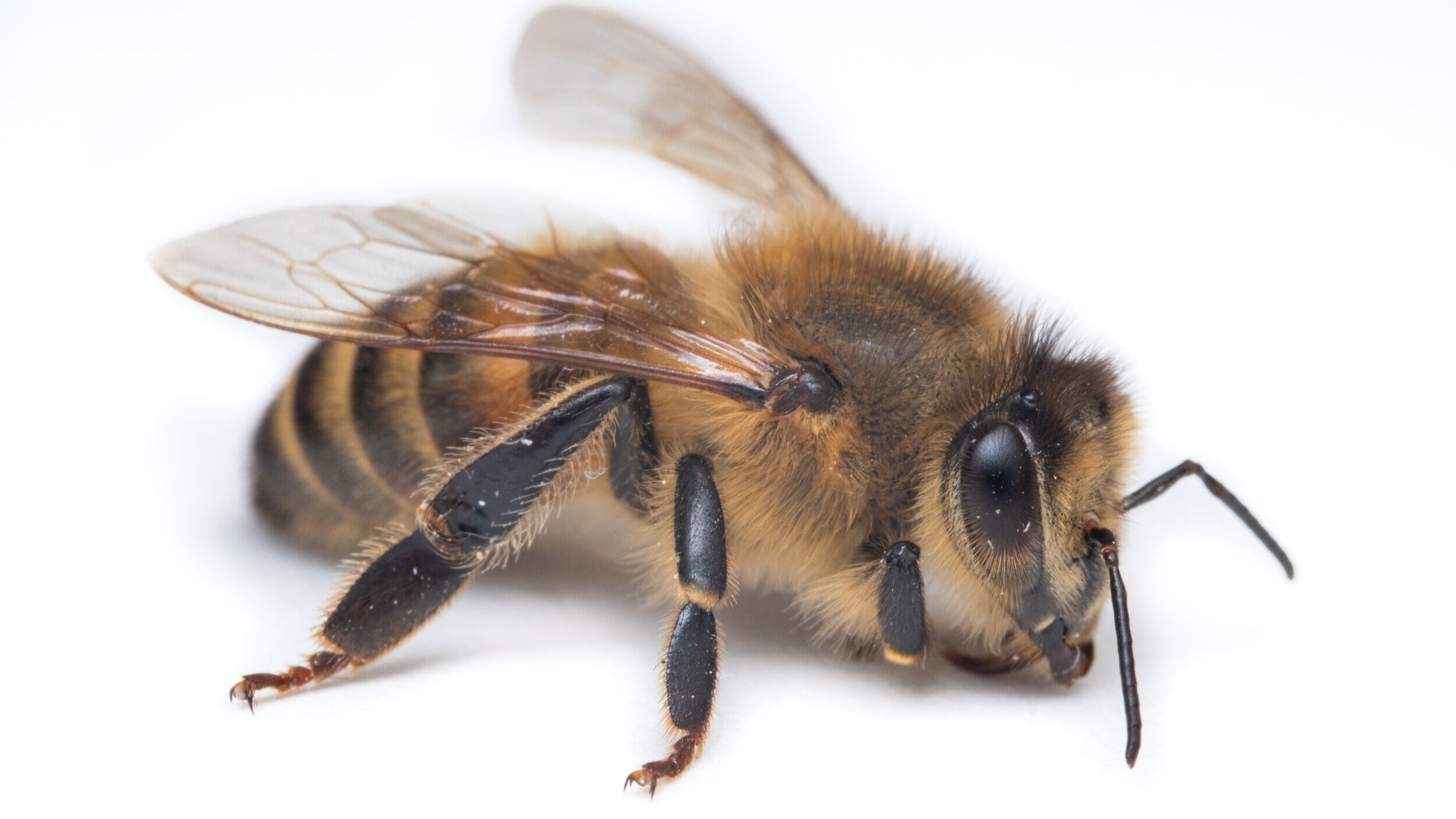 Bee Spotlight: Honey Bee Worker — Bee & Bloom